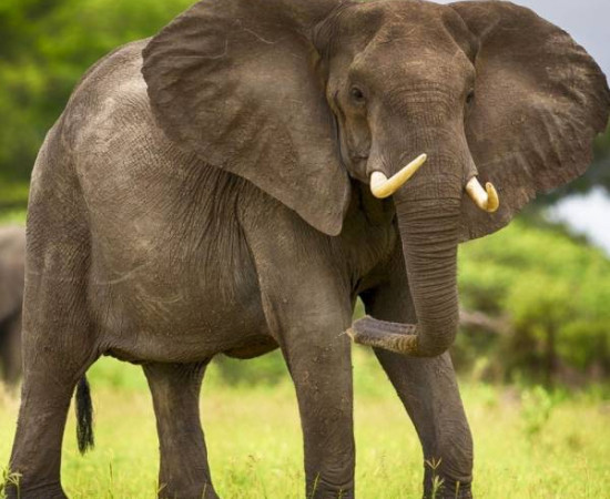 Продам большого слона. Недорого!